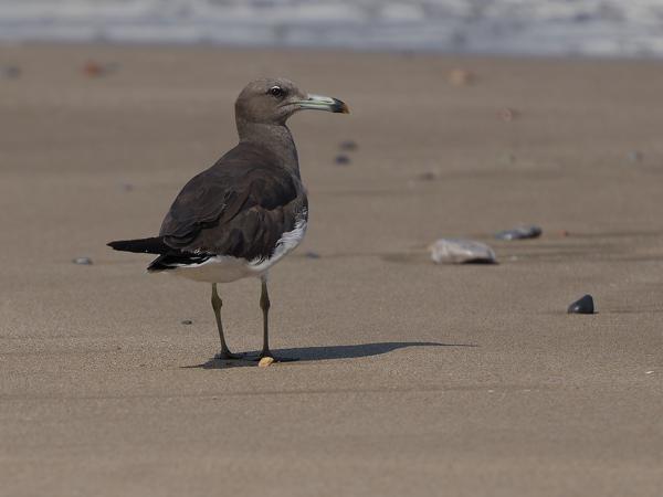 <h3><a href="/trips/oman/biota/animalia/chordata/aves/024 charadriiformes/017 laridae/ichthyaetus hemprichii/ichthyaetus hemprichii-nl.html">Ichthyaetus&nbsp;hemprichii</a> / Sooty&nbsp;gull / Hemprichs&nbsp;meeuw</h3>OM-1 Mark II met OLYMPUS M.150-400mm F4.5, 1/2500 sec  bij F5.0, ISO 200, afstand 22.0&nbsp;m